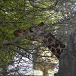 FITS_119 (May 04, 2019)